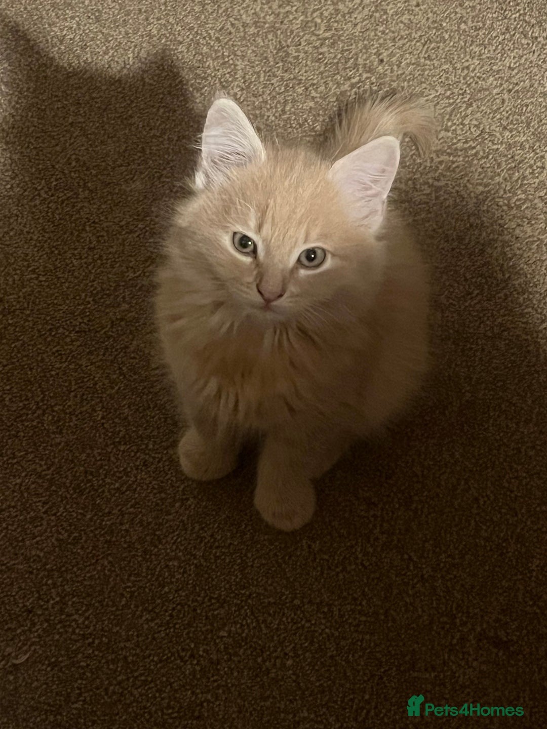 Mixed Breed cats for sale: 2 male kittens for sale - Image 4