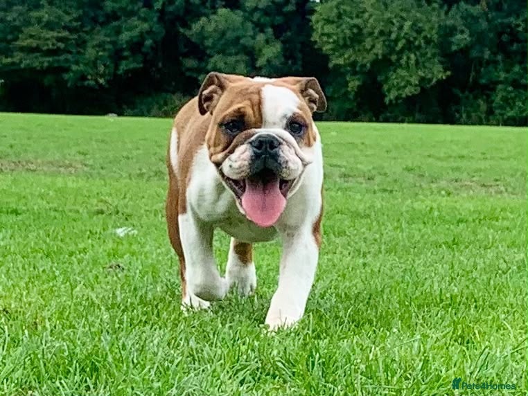 English Bulldog dogs Kc Registered Red & White Female British Bulldog - Advert 5