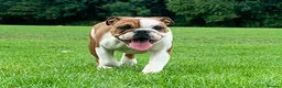 English Bulldog dogs for sale: Kc Registered Red & White Female British Bulldog - Advert 5