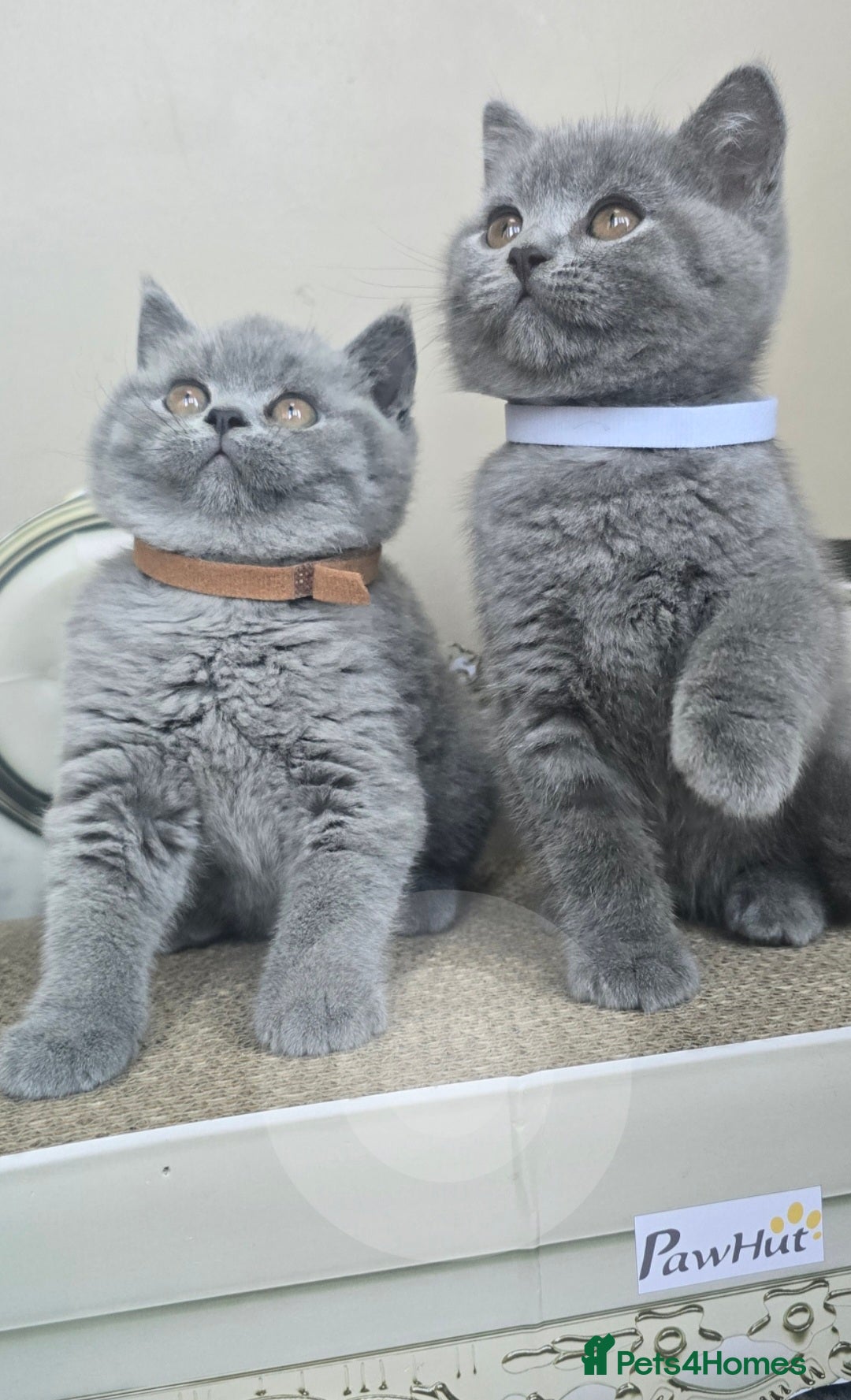 British Shorthair cats Adorable British Shorthair Kittens  - Advert 11