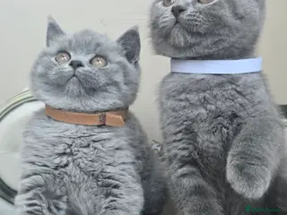 British Shorthair cats Adorable British Shorthair Kittens - Advert 11