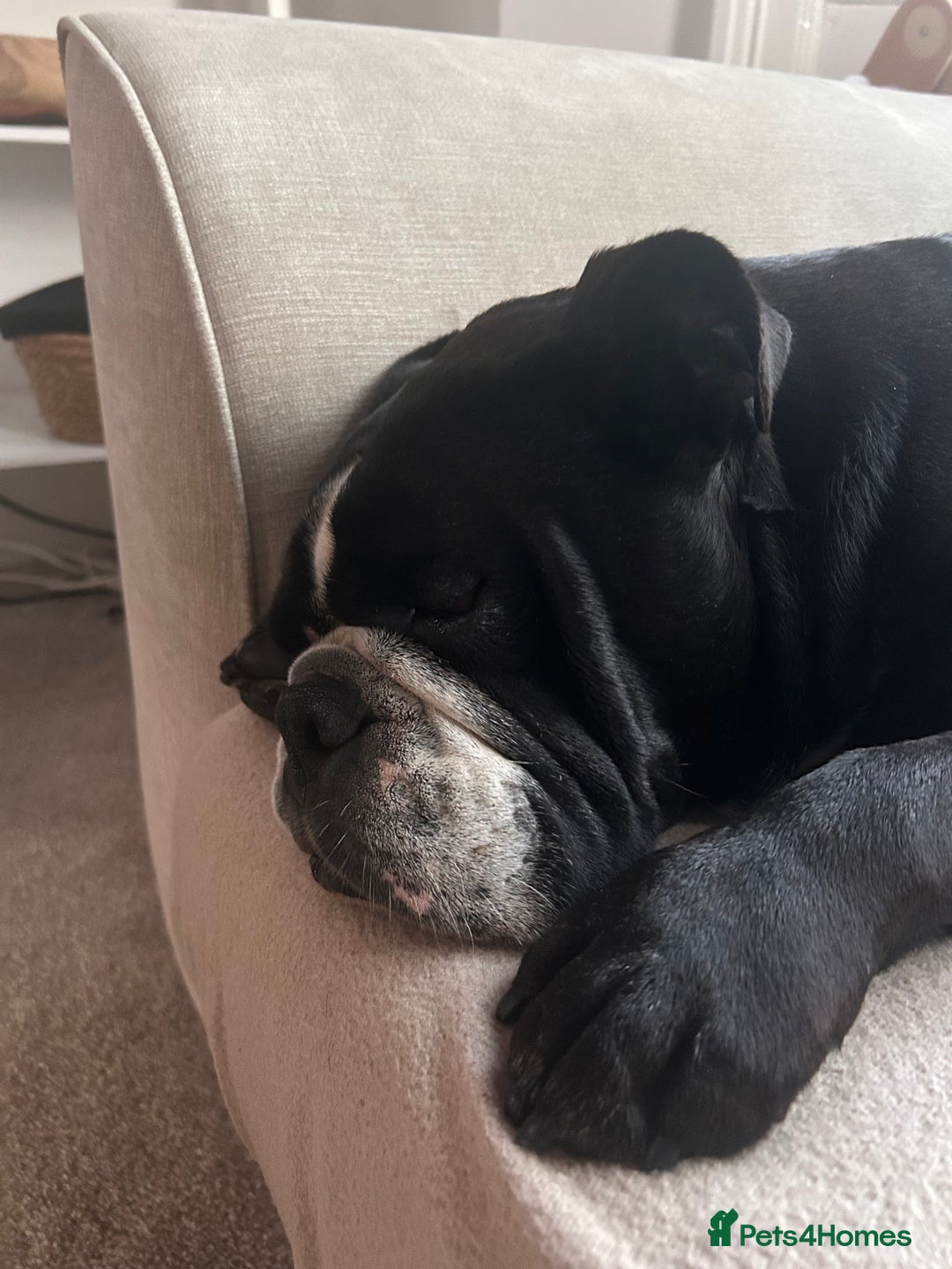 English Bulldog dogs for sale: English bulldog - Image 4