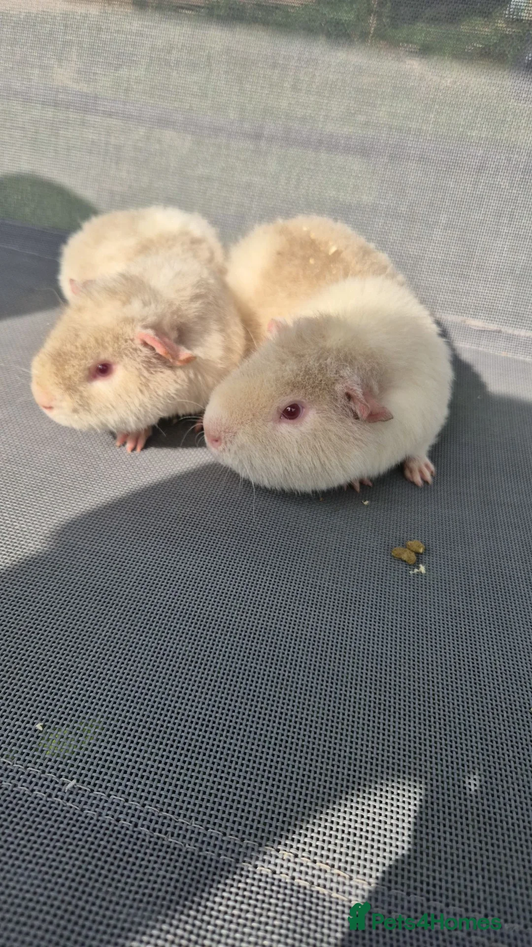 Guinea Pig rodents for sale: Father and Son white and lilac teddies - Advert 2