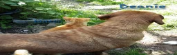 Mixed Breed dogs for adoption: Beanie Boy, 3-4 yrs old. Reserved STC - Advert 6