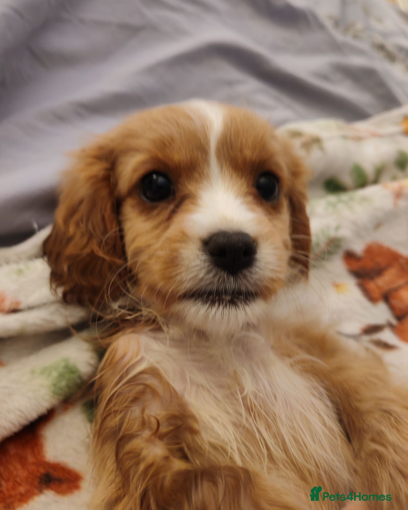 Mixed Breed dogs  Last 2 Ready Now!! Cavalier Mix Breed pups - Advert 2
