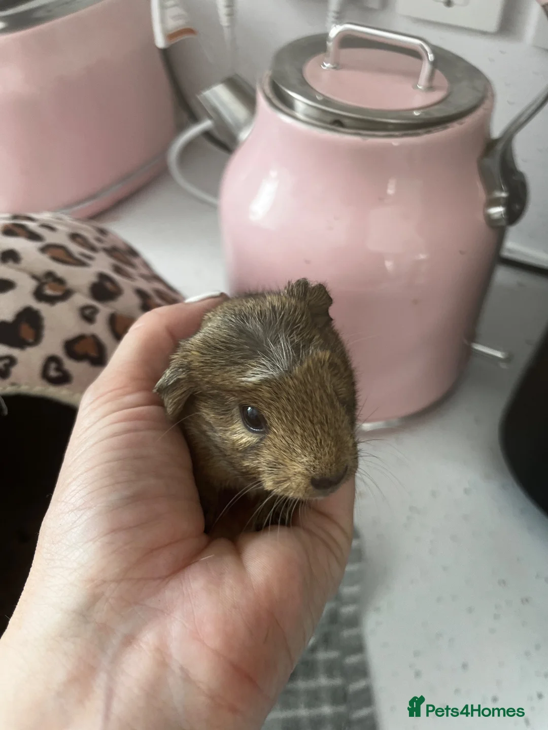 Guinea Pig rodents for sale: Handsome baby male guinea pig - Advert 2