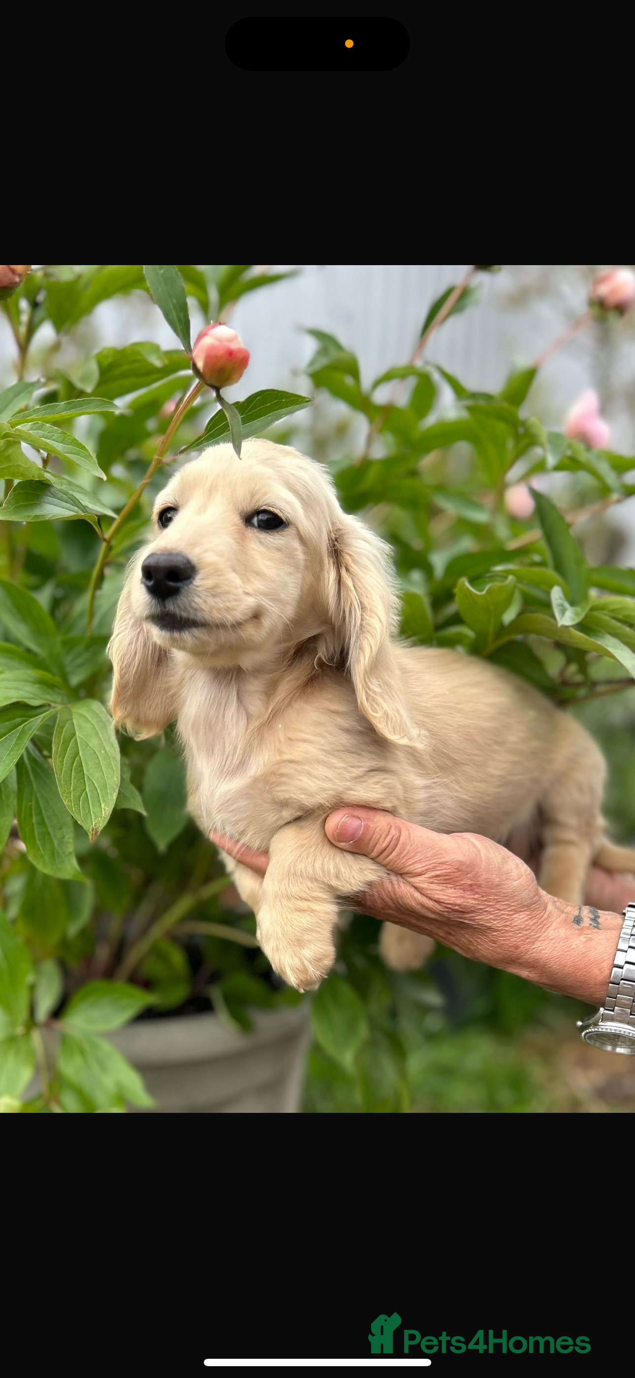 Miniature Dachshund dogs Adorable KC registers long haired dachshund - Advert 1