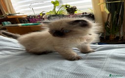 Ragdoll cats for sale: Ragdoll x Persian kittens  - Image 6