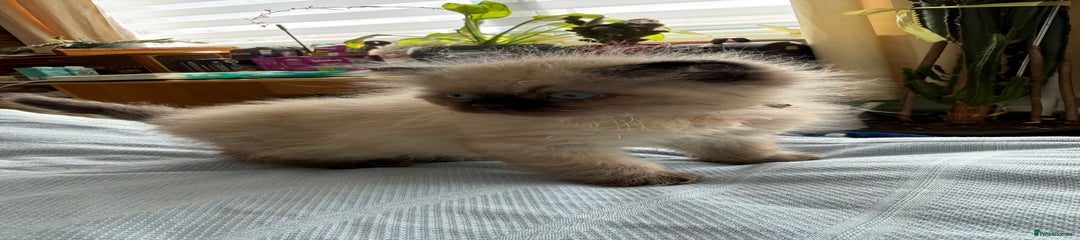 Ragdoll Kitten 2