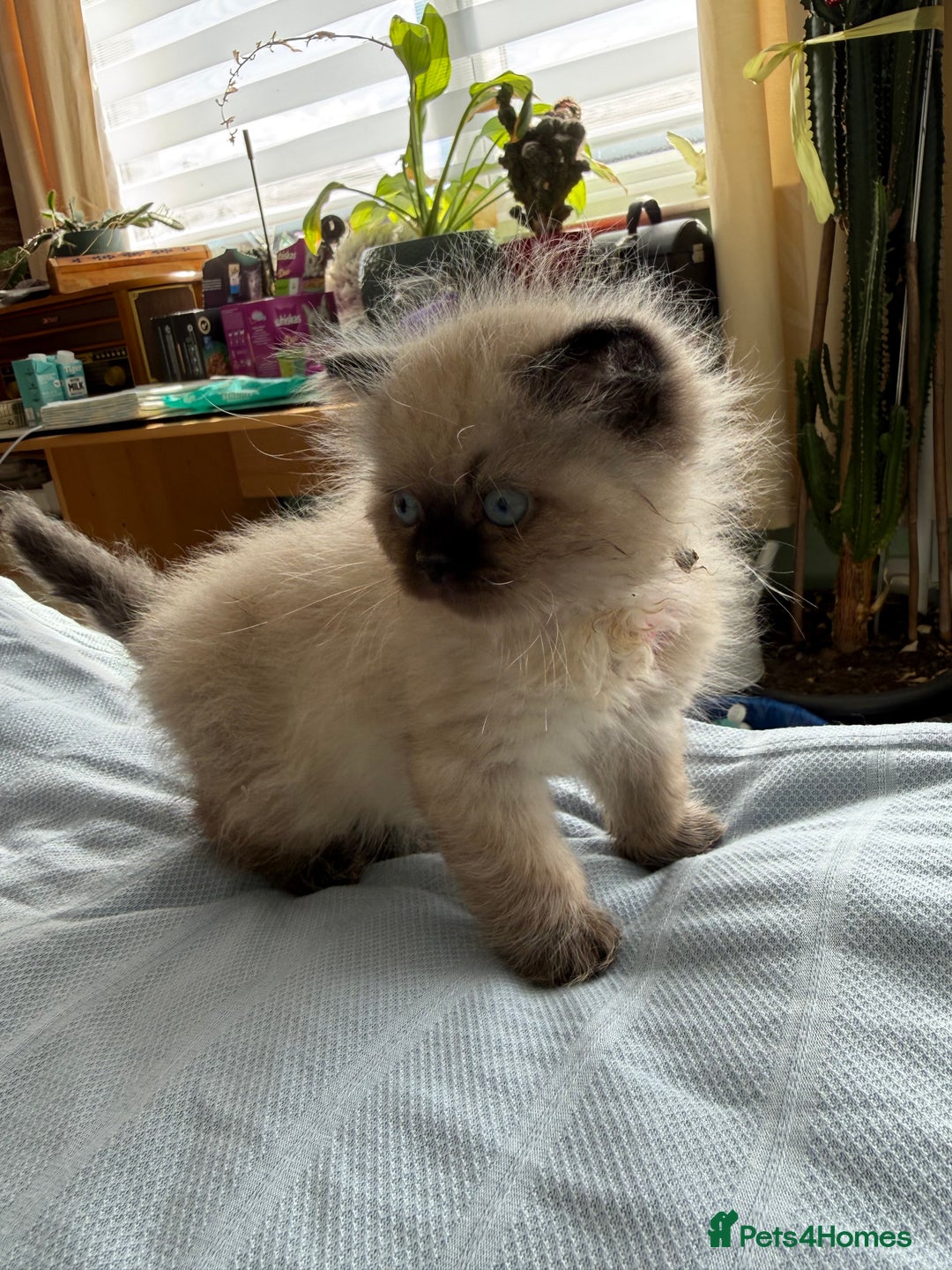 Ragdoll cats for sale: Ragdoll x Persian kittens  - Image 6