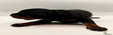 Dobermann 5