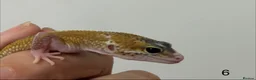 Leopard Gecko reptiles for sale: Baby leopard geckos £40 to £60 - Advert 12