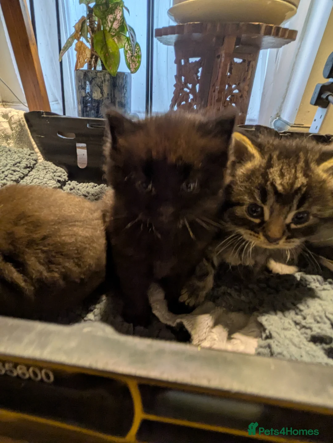 British Longhair cats for sale: Beautiful Kittens  in Bedford - Advert 2