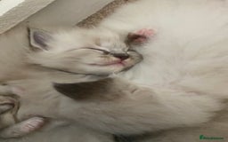 Ragdoll cats for sale: 6 ragdoll kittens  - Image 34