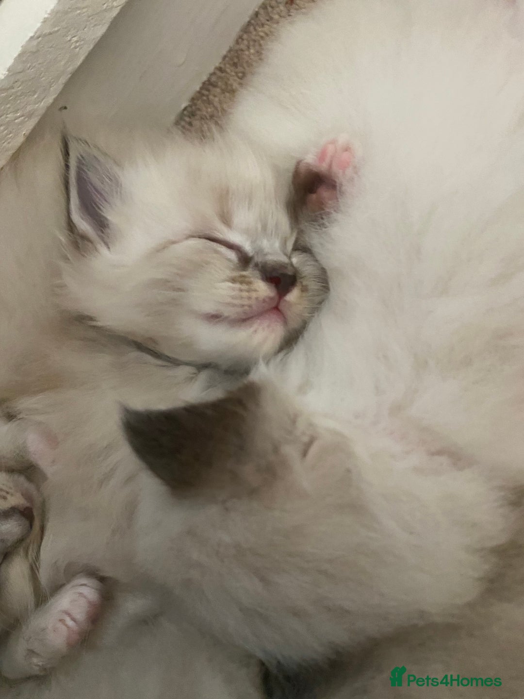 Ragdoll cats for sale: 6 ragdoll kittens  - Image 34