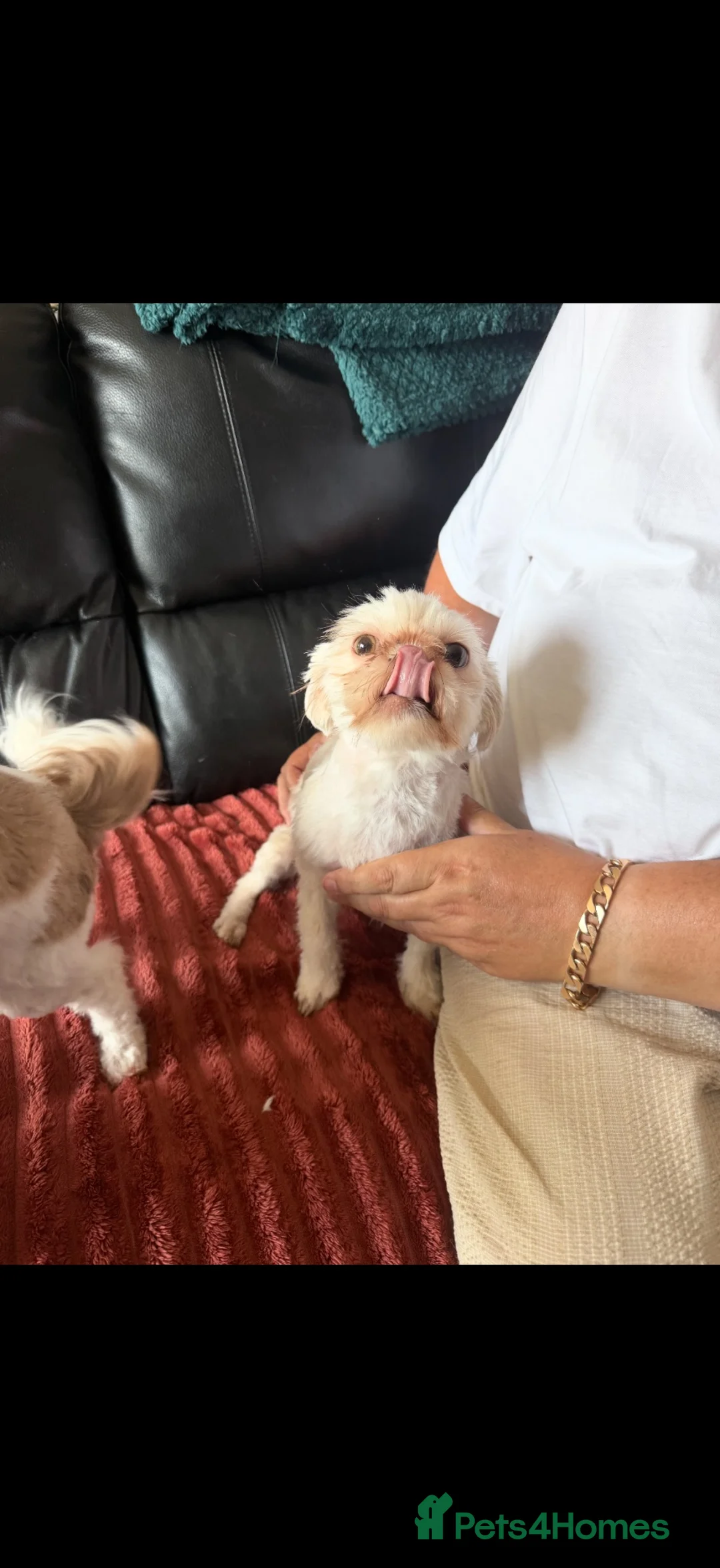 Shih Tzu dogs for sale: White Shih Tzu  - Advert 2