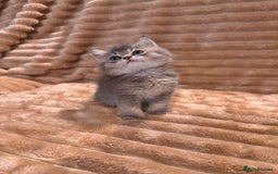 British Shorthair cats for sale: 3 lovely BS boys - Image 4