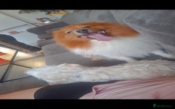 Pomeranian dogs for sale: Pomeranian  - Image 1