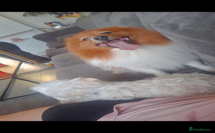 Pomeranian dogs - Advert 1