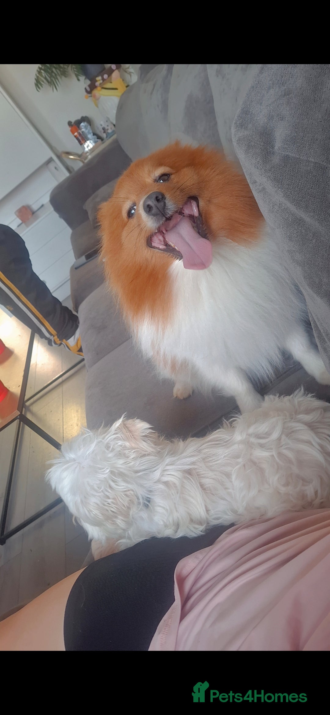 Pomeranian dogs for sale: Pomeranian  - Image 1