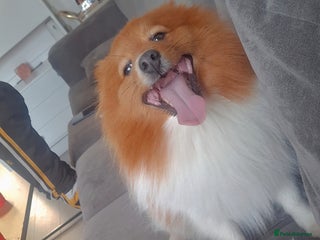 Pomeranian dogs - Advert 36