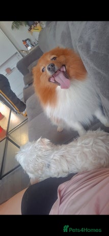 Pomeranian dogs - Advert 7