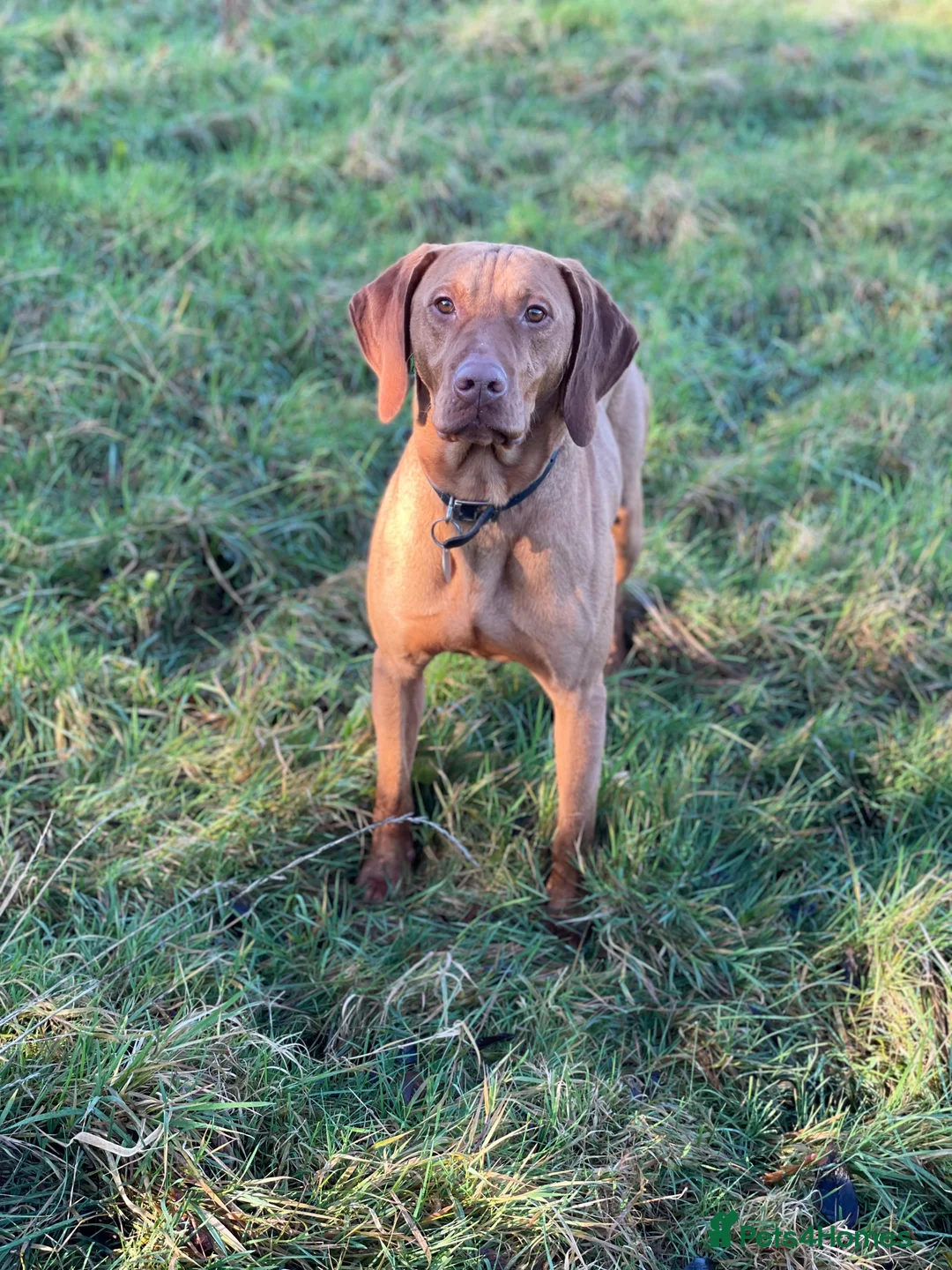Hungarian Vizsla dogs for stud: The famous Zsivaly Champion sired imported stud in Loughborough - Advert 12