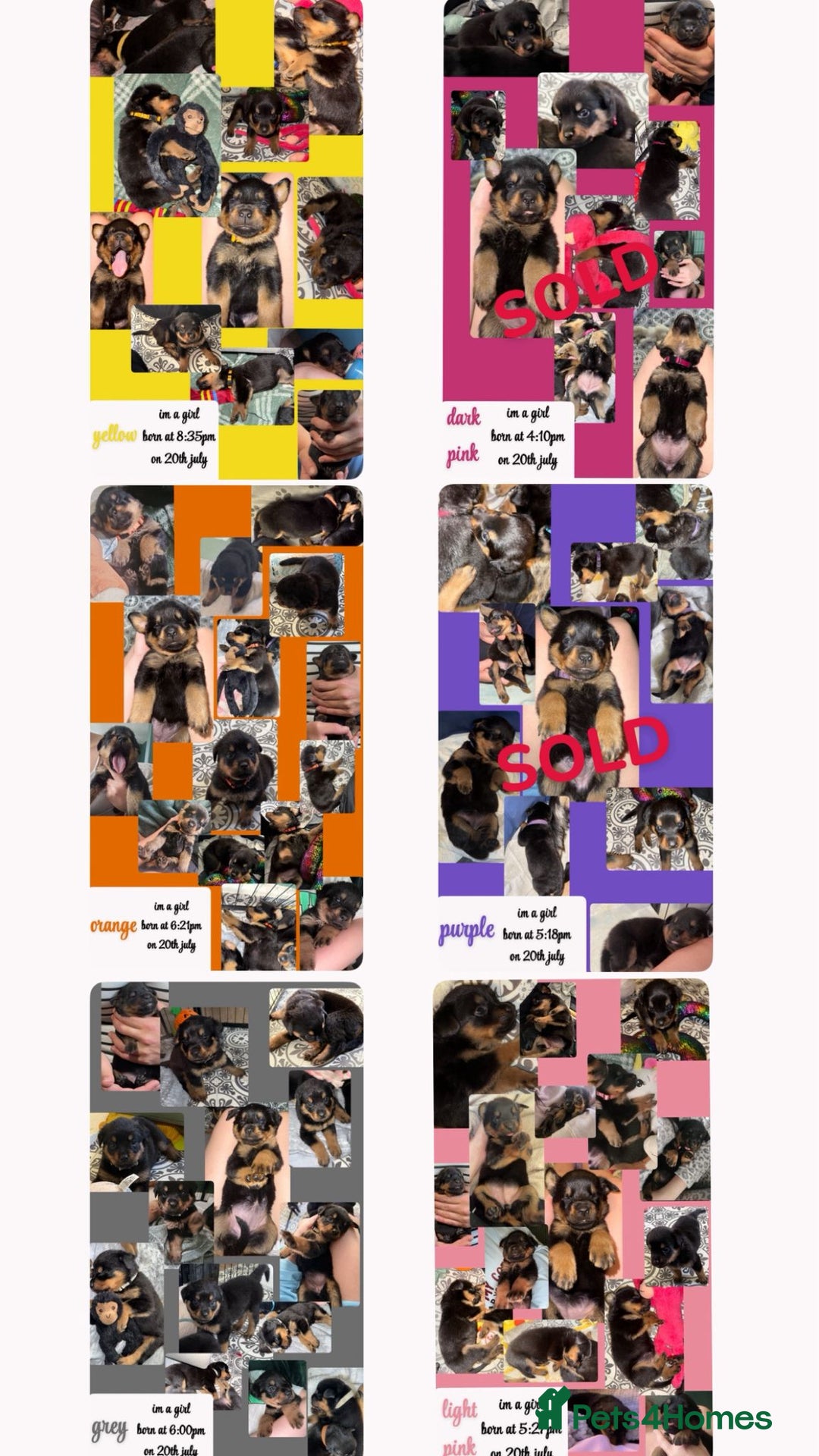 Rottweiler dogs for sale: Rottweiler Champion bloodline  - Image 18