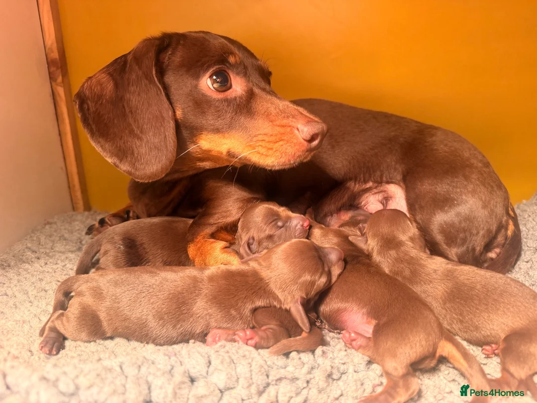 Miniature Dachshund dogs for sale: Beautiful litter of chocolate miniature Dachshunds - Advert 18