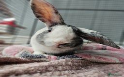 Harlequin rabbits for sale: Gorgeous Harlequin boy for sale. - Image 1