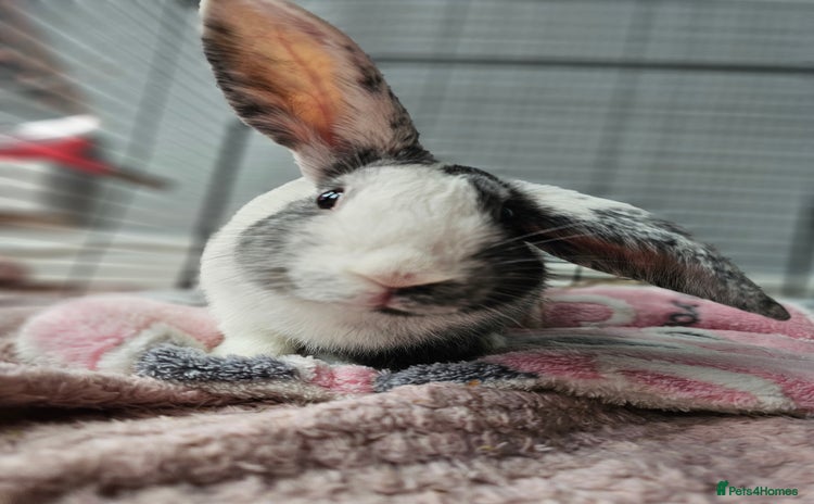 Harlequin rabbits - Advert 1