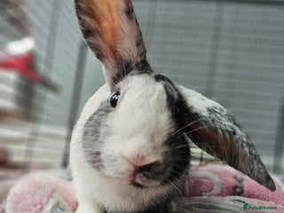 Harlequin rabbits URGENT rehoming 4 month old rabbit - Advert 1
