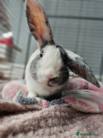 Harlequin rabbits URGENT rehoming 4 month old rabbit - Advert 1
