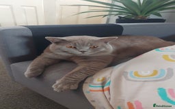 British Shorthair cats for stud: LILAC BOY GCCF Registered ready for Stud service  in Leigh - Image 8