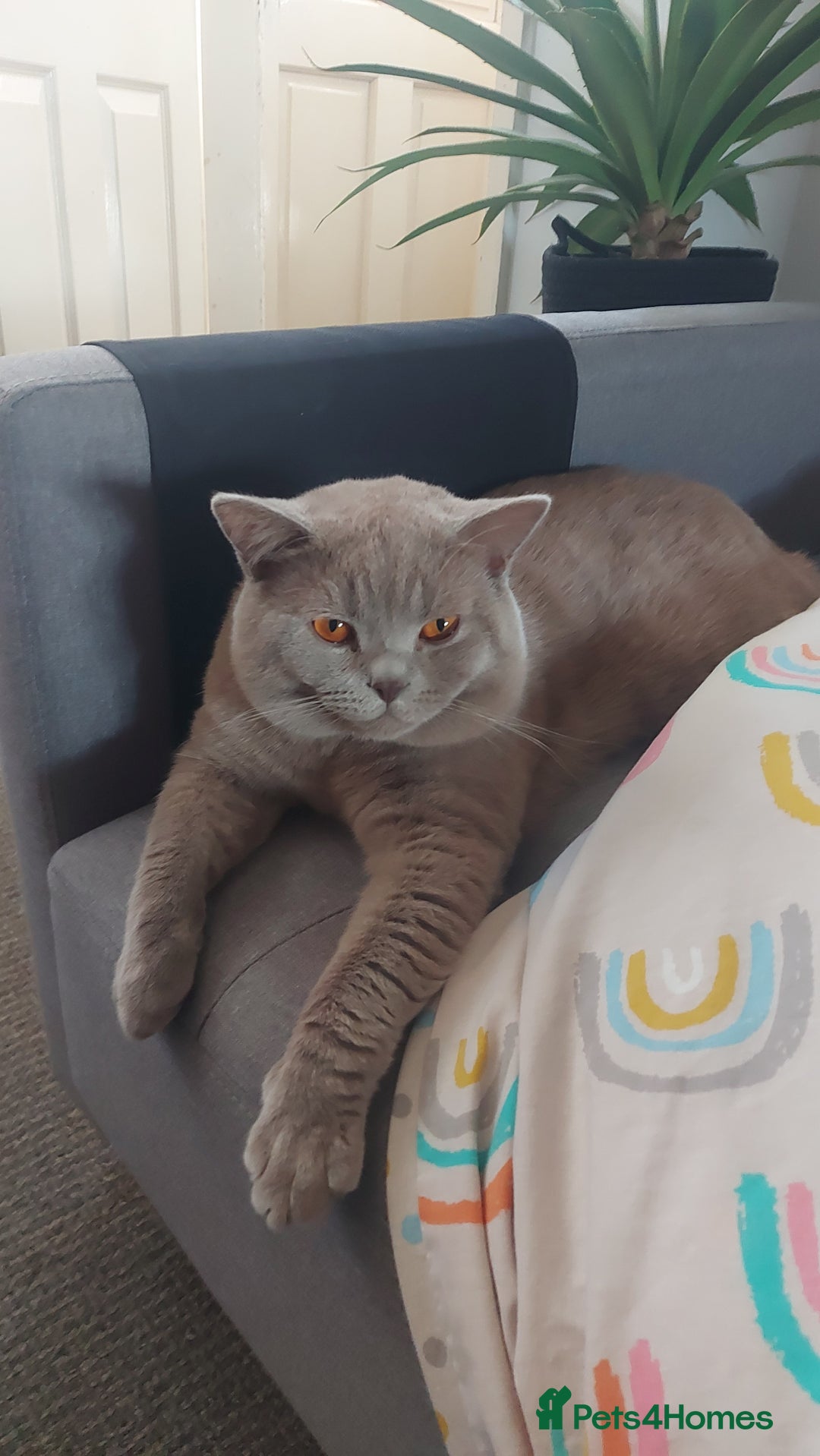 British Shorthair cats for stud: LILAC BOY GCCF Registered ready for Stud service  in Leigh - Image 8