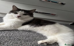 Ragdoll cats for sale: 2 Ragdoll mix fluffy cat  - Image 5