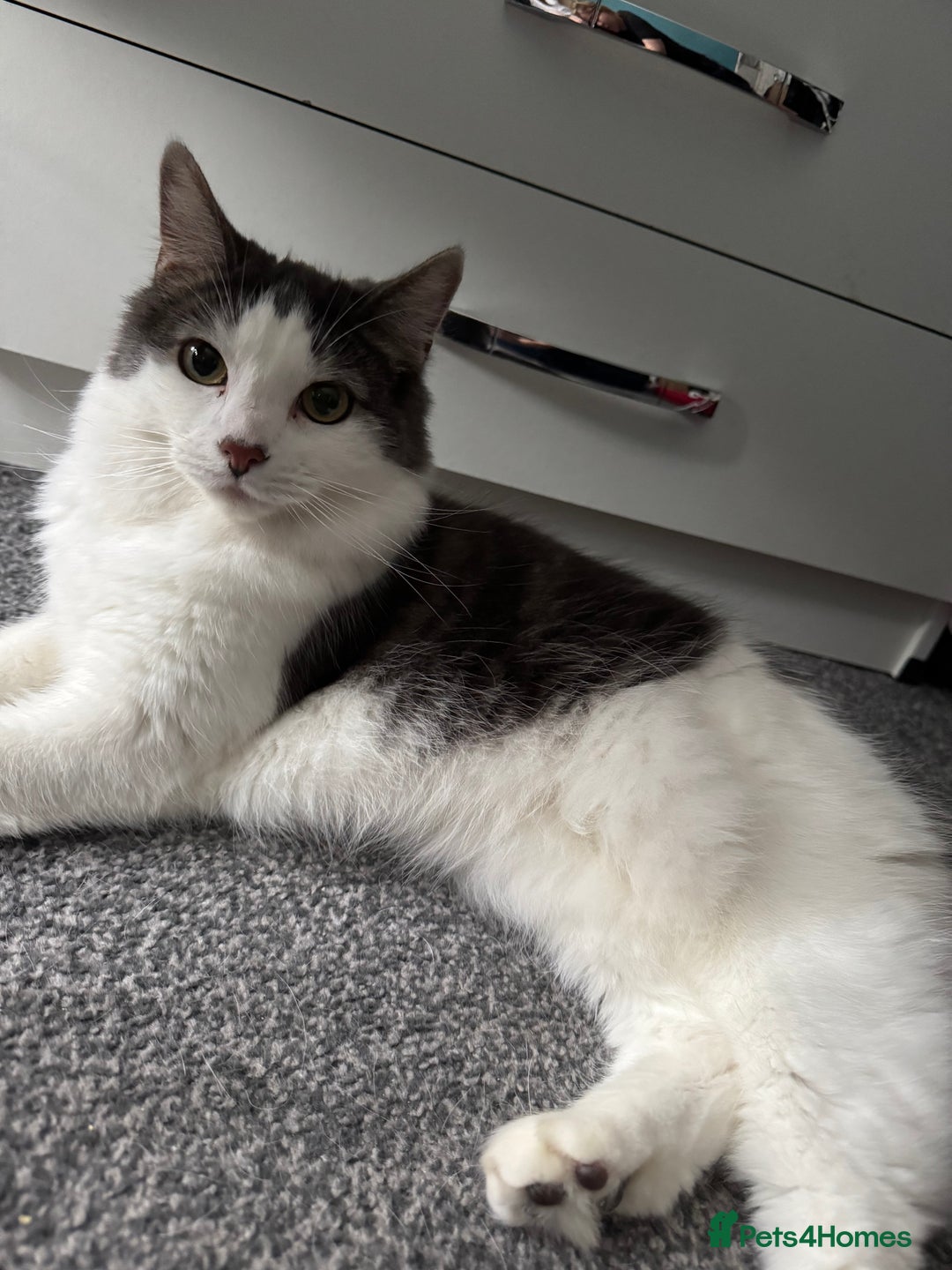 Ragdoll cats for sale: 2 Ragdoll mix fluffy cat  - Image 5