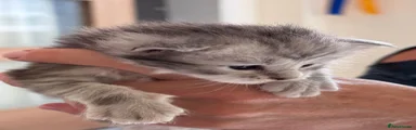 Maine Coon 4