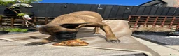 Belgian Shepherd Dog dogs for sale: Rescue - Belgian Malinois  - Advert 2