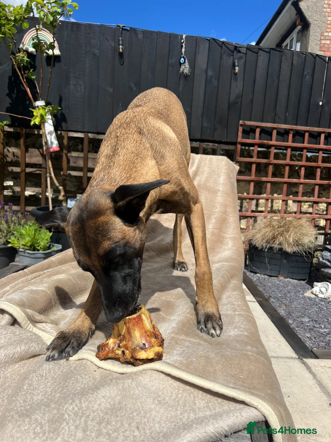 Belgian Shepherd Dog dogs for sale: Rescue - Belgian Malinois  - Advert 2