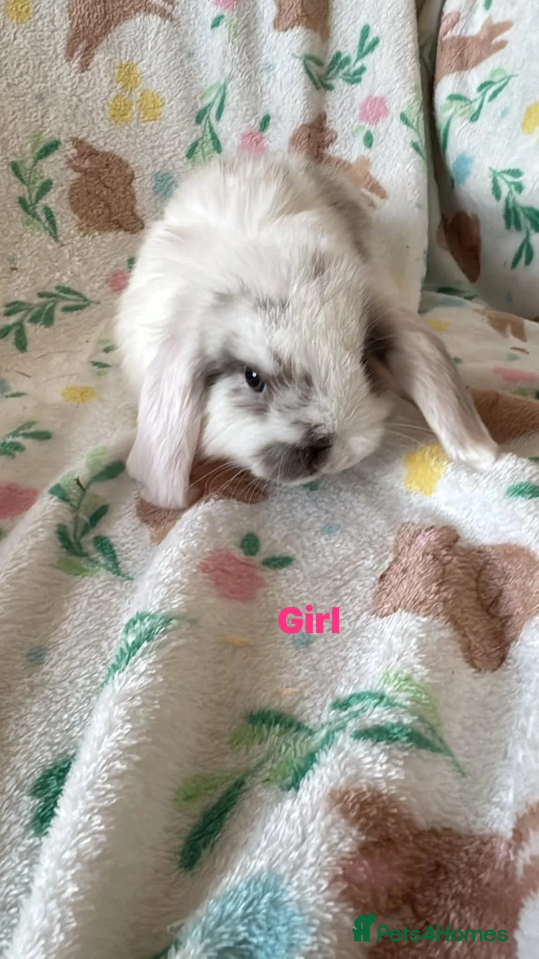 Mini Lop rabbits for sale: Adorable mini lops - Advert 5
