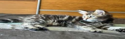 Norwegian Forest Cat cats for sale: Beautiful Females available  - Advert 4