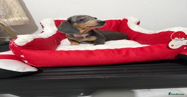 Miniature Dachshund dogs Miniature Daschund pra clear  - Advert 10