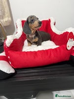 Miniature Dachshund dogs Miniature Daschund pra clear - Advert 9