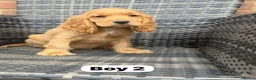 Cocker Spaniel dogs for sale: GoldenSHOW Type Cocker SPANIEL  in Iver - Advert 11