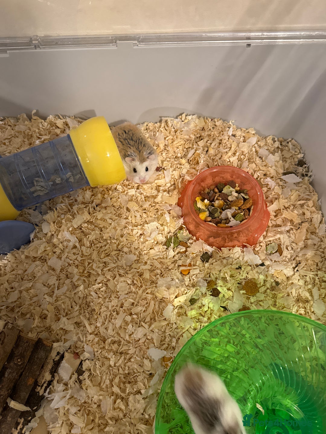 Hamster rodents for sale: Dwarf hamsters  - Image 2