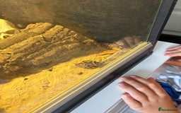 Leopard Gecko reptiles for sale: Leopard gecko and cage for sale  - Image 2