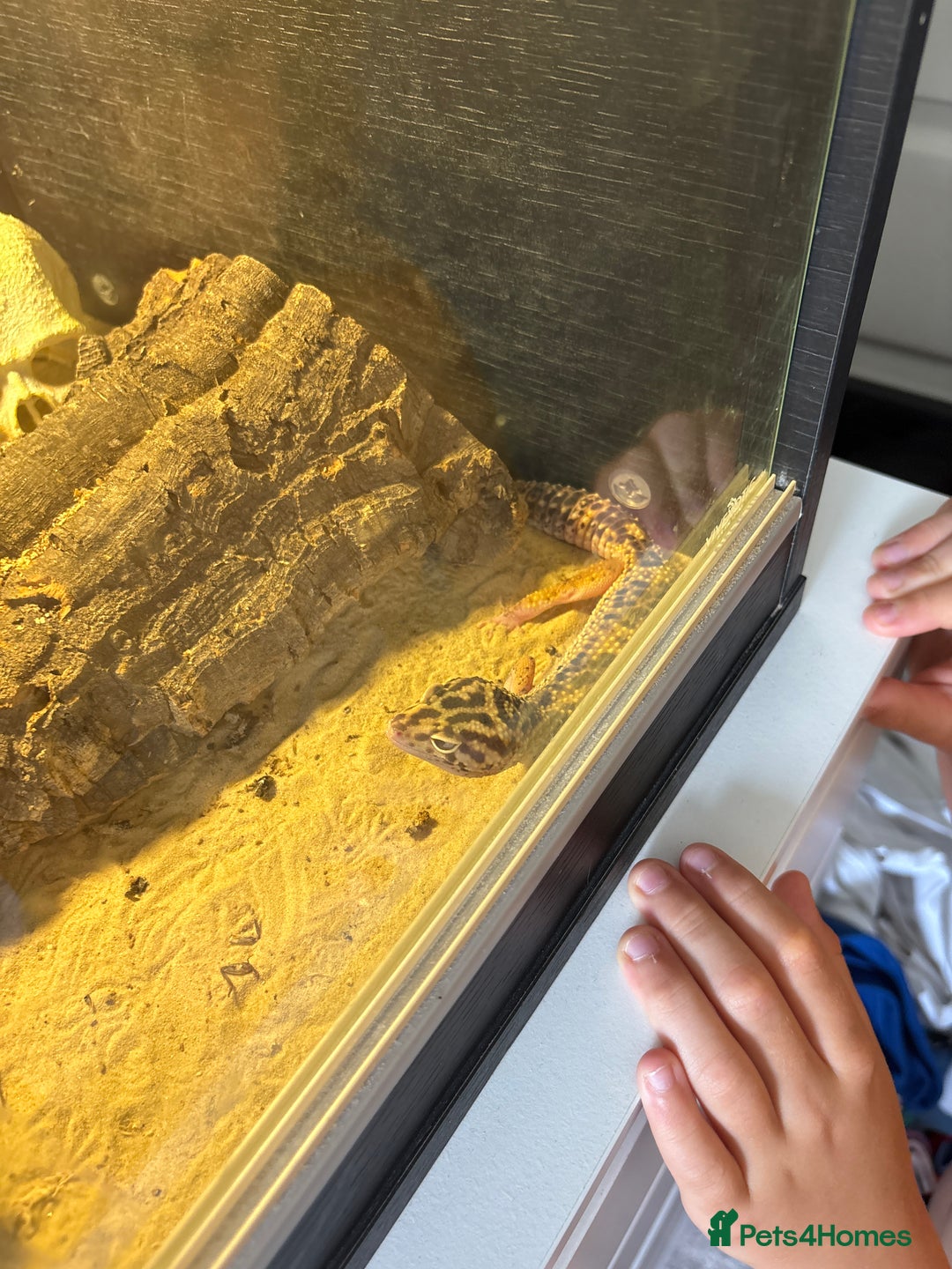 Leopard Gecko reptiles for sale: Leopard gecko and cage for sale  - Image 2