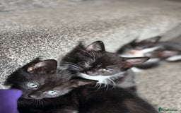 Domestic Shorthair cats for sale: Kittens for adoption  - Image 2