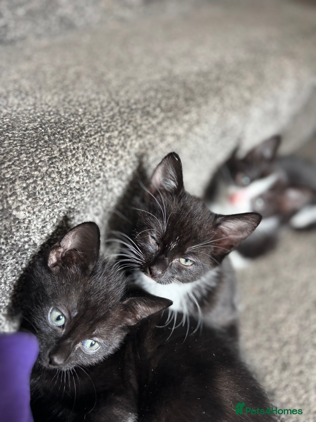 Domestic Shorthair cats for sale: Kittens for adoption  - Image 2